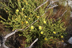 Cullumia reticulata