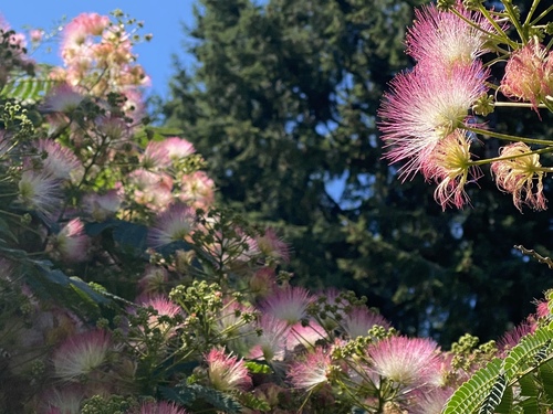 Albizia julibrissin iNat (3)