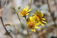 Bahiopsis reticulata