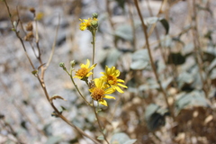 Bahiopsis reticulata