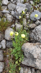 Papaver lapponicum