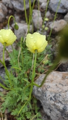 Papaver lapponicum