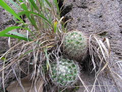 Mammillaria jaliscana jaliscana