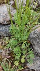 Papaver lapponicum