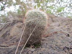 Mammillaria jaliscana jaliscana