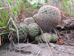 Mammillaria jaliscana jaliscana