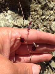 Streptanthus glandulosus niger