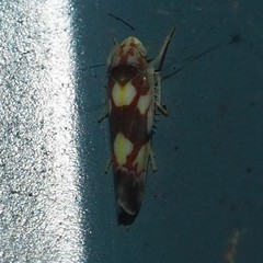 Erythroneura elegans