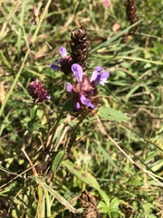 Prunella vulgaris