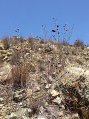 Streptanthus glandulosus niger