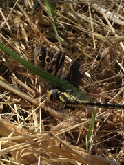 Phanogomphus kurilis