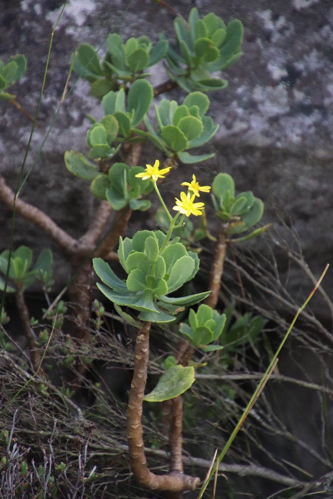 Rock Babooncabbage