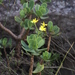 Rock Babooncabbage - Photo (c) Tony Rebelo, some rights reserved (CC BY-SA), uploaded by Tony Rebelo