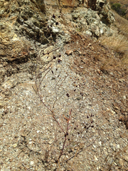 Streptanthus glandulosus niger