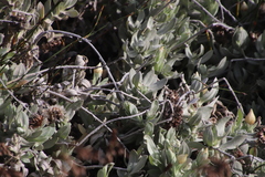 Syncarpha speciosissima