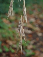Bromus ramosus