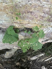 Heuchera missouriensis