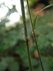 Bromus ramosus