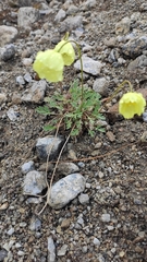 Papaver lapponicum