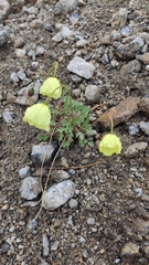 Papaver lapponicum
