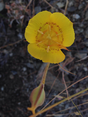 Calochortus luteus