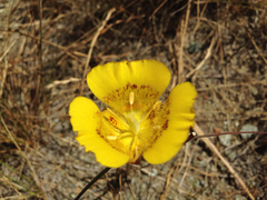 Calochortus luteus