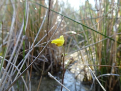 Utricularia ochroleuca