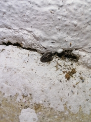 Armadillidium vulgare