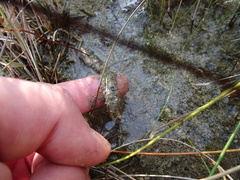 Utricularia ochroleuca