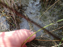 Utricularia ochroleuca