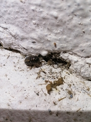 Armadillidium vulgare