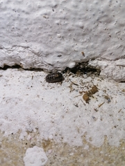 Armadillidium vulgare