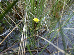 Utricularia ochroleuca