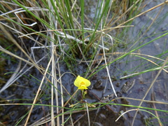 Utricularia ochroleuca