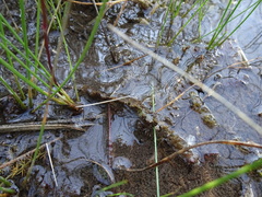 Utricularia ochroleuca