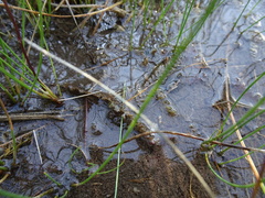 Utricularia ochroleuca