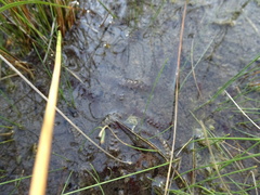 Utricularia ochroleuca
