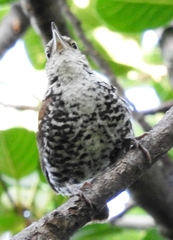 Thryophilus pleurostictus