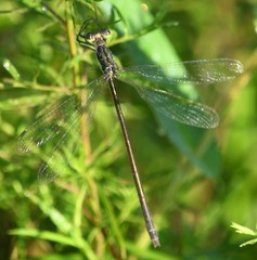 Lestes inaequalis