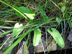 Sanguisorba canadensis