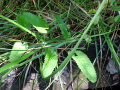 Sanguisorba canadensis