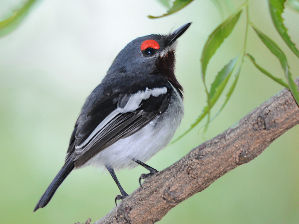Wattle-eyes