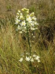 Toxicoscordion fontanum