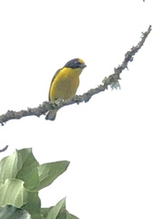 Euphonia laniirostris