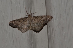 Hypagyrtis piniata