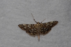Lygropia rivulalis