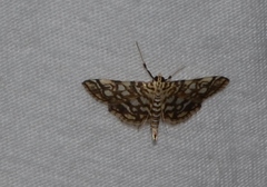 Lygropia rivulalis
