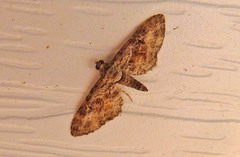 Eupithecia ravocostaliata