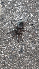 Gnaphosidae