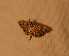 Lygropia rivulalis